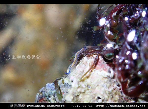 厚多鏈蟲 Myrianida pachycera_2.jpg
