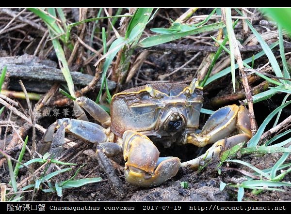 隆背張口蟹 Chasmagnathus convexus_20.jpg