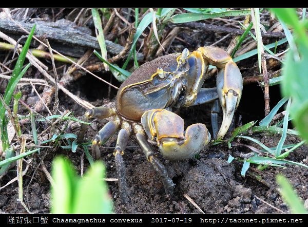 隆背張口蟹 Chasmagnathus convexus_10.jpg