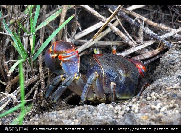 隆背張口蟹 Chasmagnathus convexus_09.jpg