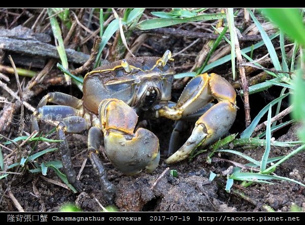 隆背張口蟹 Chasmagnathus convexus_06.jpg