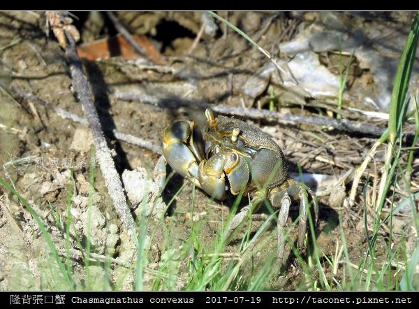 隆背張口蟹 Chasmagnathus convexus_05.jpg
