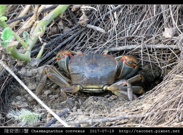 隆背張口蟹 Chasmagnathus convexus_04.jpg