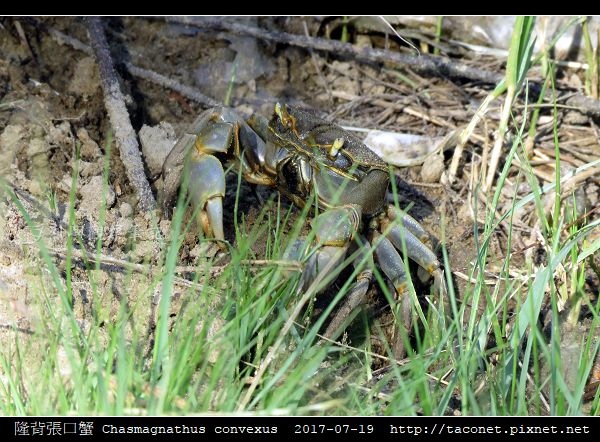 隆背張口蟹 Chasmagnathus convexus_03.jpg