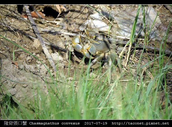 隆背張口蟹 Chasmagnathus convexus_02.jpg