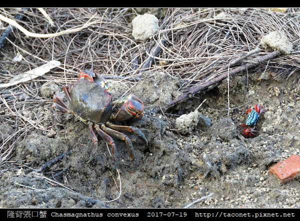 隆背張口蟹 Chasmagnathus convexus_19.jpg