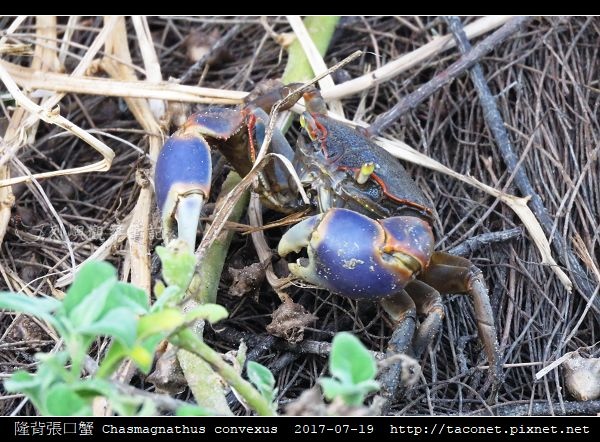 隆背張口蟹 Chasmagnathus convexus_18.jpg