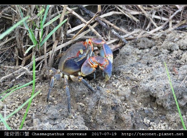隆背張口蟹 Chasmagnathus convexus_16.jpg