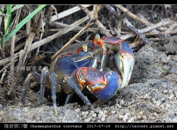 隆背張口蟹 Chasmagnathus convexus_15.jpg