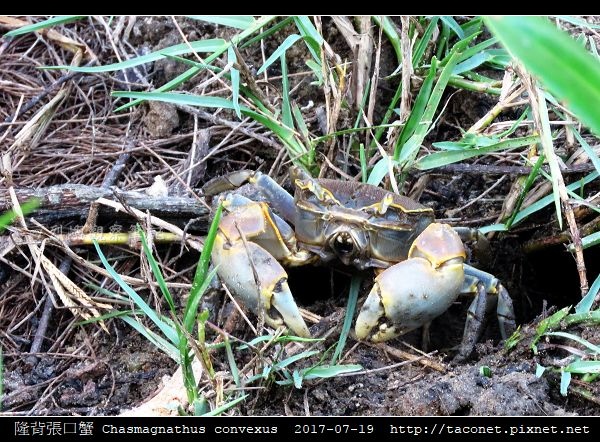 隆背張口蟹 Chasmagnathus convexus_12.jpg