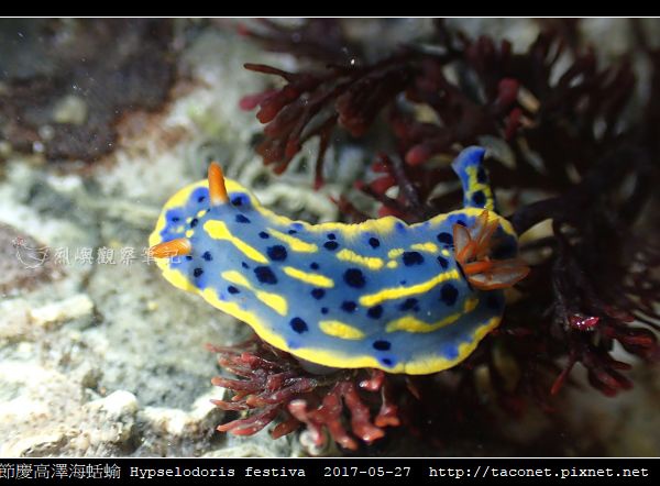節慶高澤海蛞蝓 Hypselodoris festiva_21.jpg