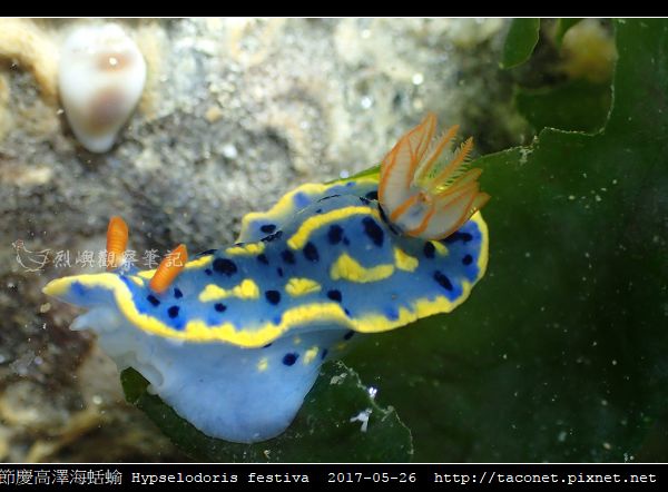 節慶高澤海蛞蝓 Hypselodoris festiva_20.jpg