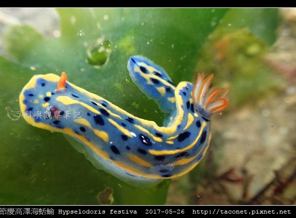 節慶高澤海蛞蝓 Hypselodoris festiva_12.jpg