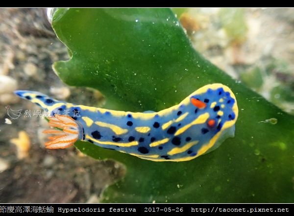節慶高澤海蛞蝓 Hypselodoris festiva_10.jpg