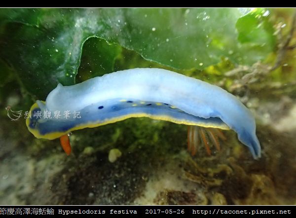 節慶高澤海蛞蝓 Hypselodoris festiva_08.jpg