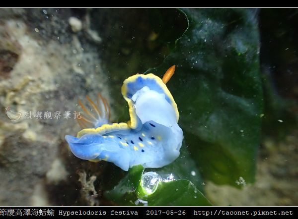 節慶高澤海蛞蝓 Hypselodoris festiva_09.jpg