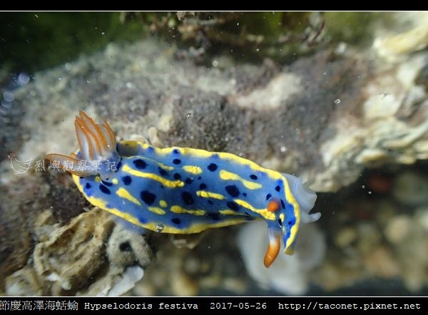 節慶高澤海蛞蝓 Hypselodoris festiva_07.jpg