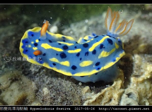 節慶高澤海蛞蝓 Hypselodoris festiva_05.jpg