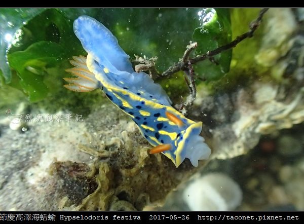節慶高澤海蛞蝓 Hypselodoris festiva_03.jpg