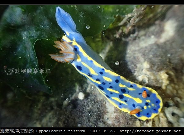 節慶高澤海蛞蝓 Hypselodoris festiva_04.jpg