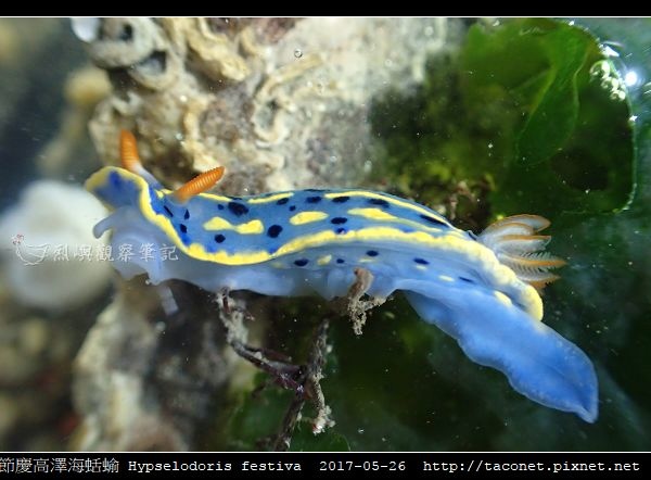 節慶高澤海蛞蝓 Hypselodoris festiva_02.jpg