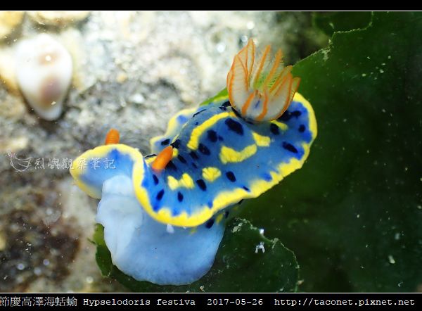 節慶高澤海蛞蝓 Hypselodoris festiva_19.jpg