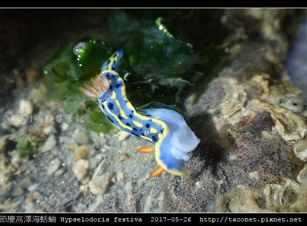 節慶高澤海蛞蝓 Hypselodoris festiva_01.jpg