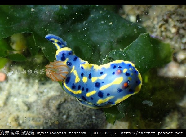 節慶高澤海蛞蝓 Hypselodoris festiva_18.jpg