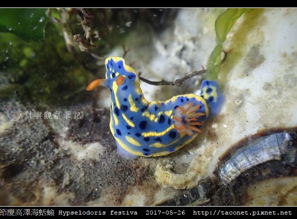 節慶高澤海蛞蝓 Hypselodoris festiva_17.jpg