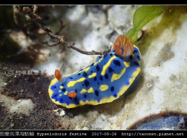 節慶高澤海蛞蝓 Hypselodoris festiva_16.jpg