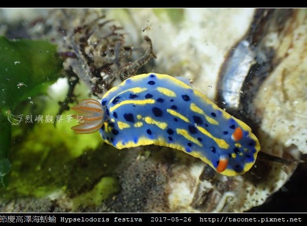 節慶高澤海蛞蝓 Hypselodoris festiva_15.jpg