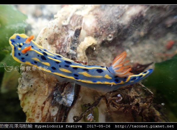 節慶高澤海蛞蝓 Hypselodoris festiva_14.jpg