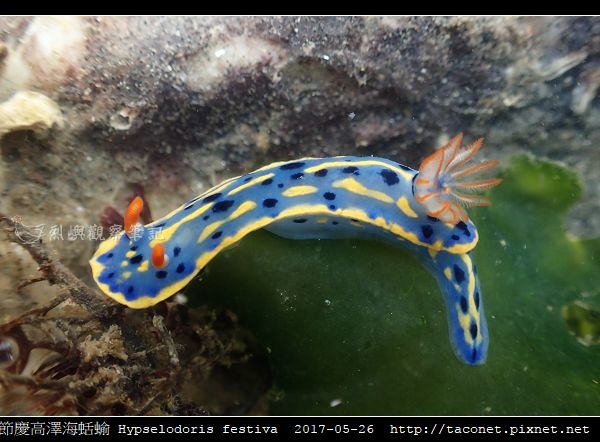節慶高澤海蛞蝓 Hypselodoris festiva_13.jpg