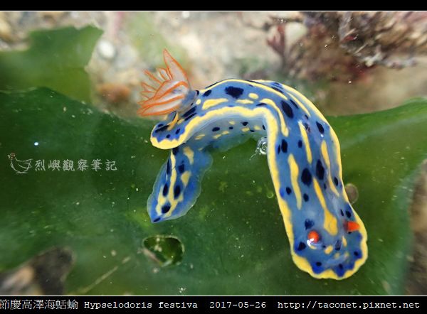 節慶高澤海蛞蝓 Hypselodoris festiva_11.jpg