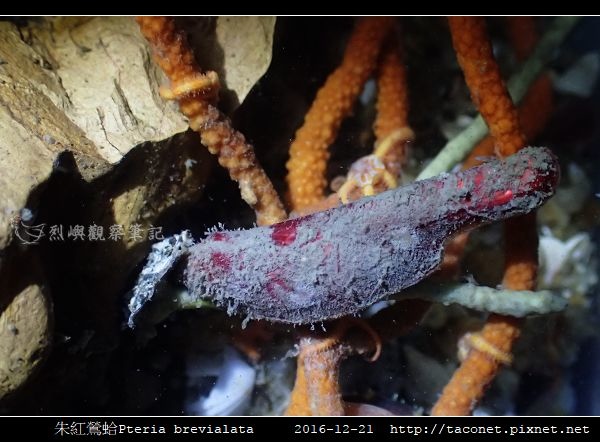 朱紅鶯蛤 Pteria brevialata_7.jpg