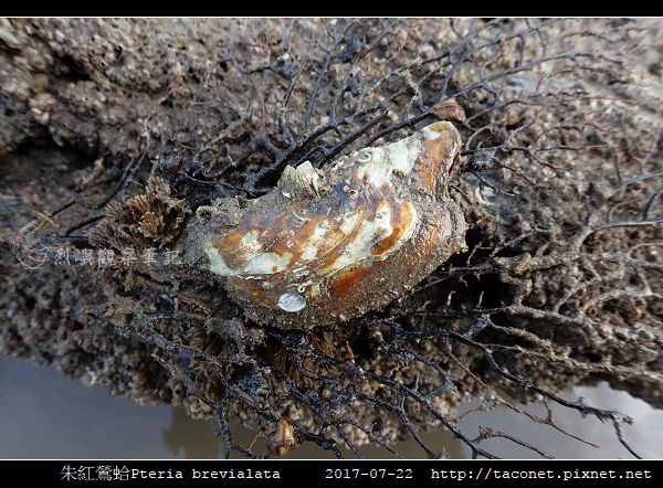 朱紅鶯蛤 Pteria brevialata_5.jpg