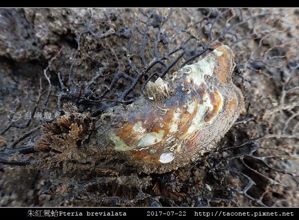 朱紅鶯蛤 Pteria brevialata_4.jpg