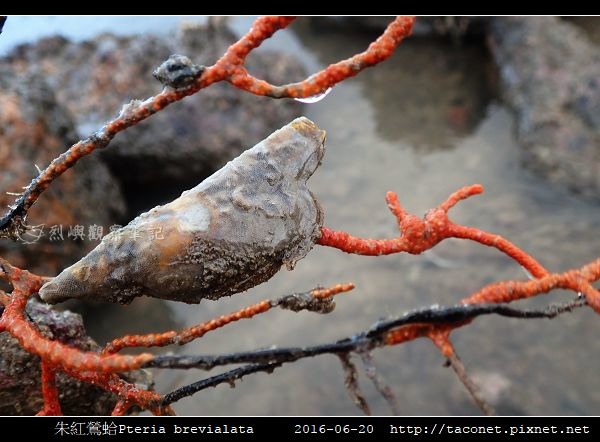 朱紅鶯蛤 Pteria brevialata_3.jpg