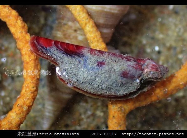 朱紅鶯蛤 Pteria brevialata_1.jpg