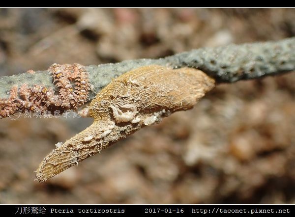 刀形鶯蛤 Pteria tortirostris_3.jpg