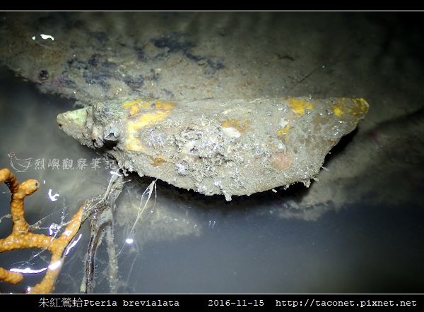 朱紅鶯蛤 Pteria brevialata_6.jpg