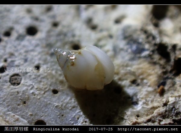 黑田厚唇螺 Ringiculina kurodai相簿封面