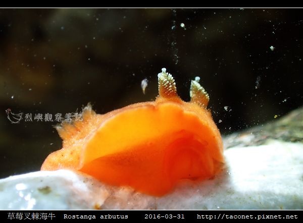 草莓叉棘海牛 Rostanga arbutus_10.jpg