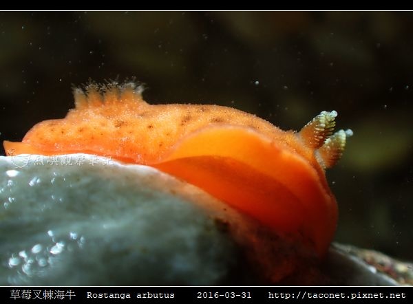 草莓叉棘海牛 Rostanga arbutus_09.jpg