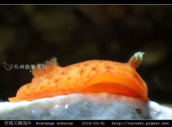 草莓叉棘海牛 Rostanga arbutus_08.jpg