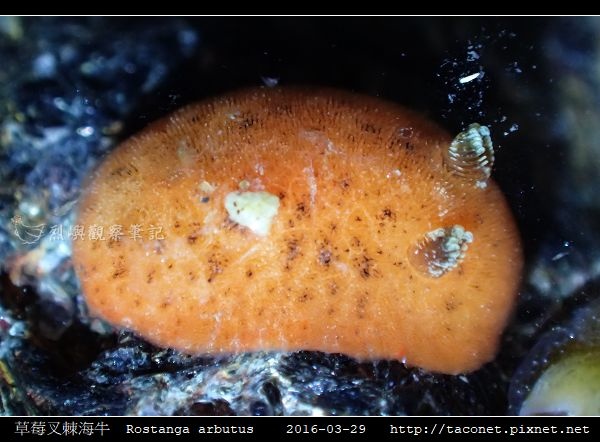 草莓叉棘海牛 Rostanga arbutus_07.jpg