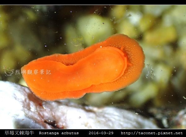 草莓叉棘海牛 Rostanga arbutus_06.jpg