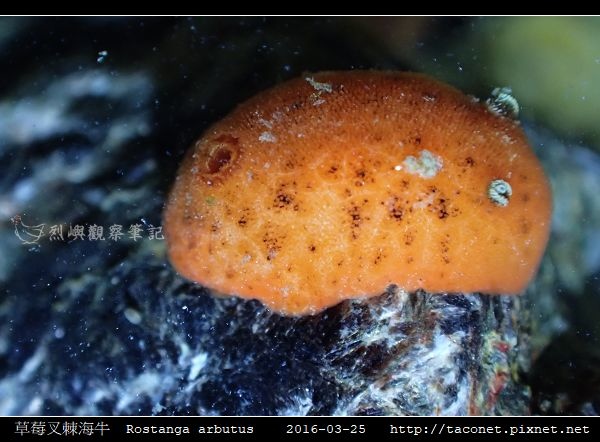 草莓叉棘海牛 Rostanga arbutus_05.jpg