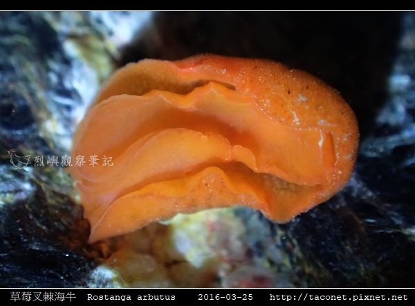 草莓叉棘海牛 Rostanga arbutus_04.jpg