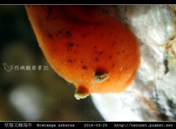草莓叉棘海牛 Rostanga arbutus_02.jpg
